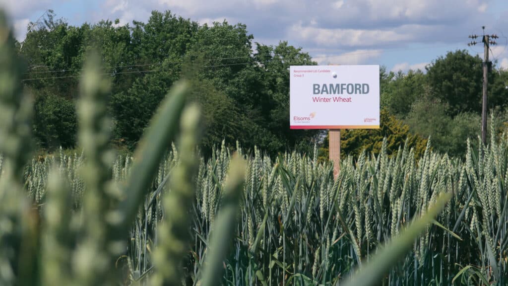 Bamford winter wheat variety standing in Cowlinge trial field with a sign showing the name of the variety.